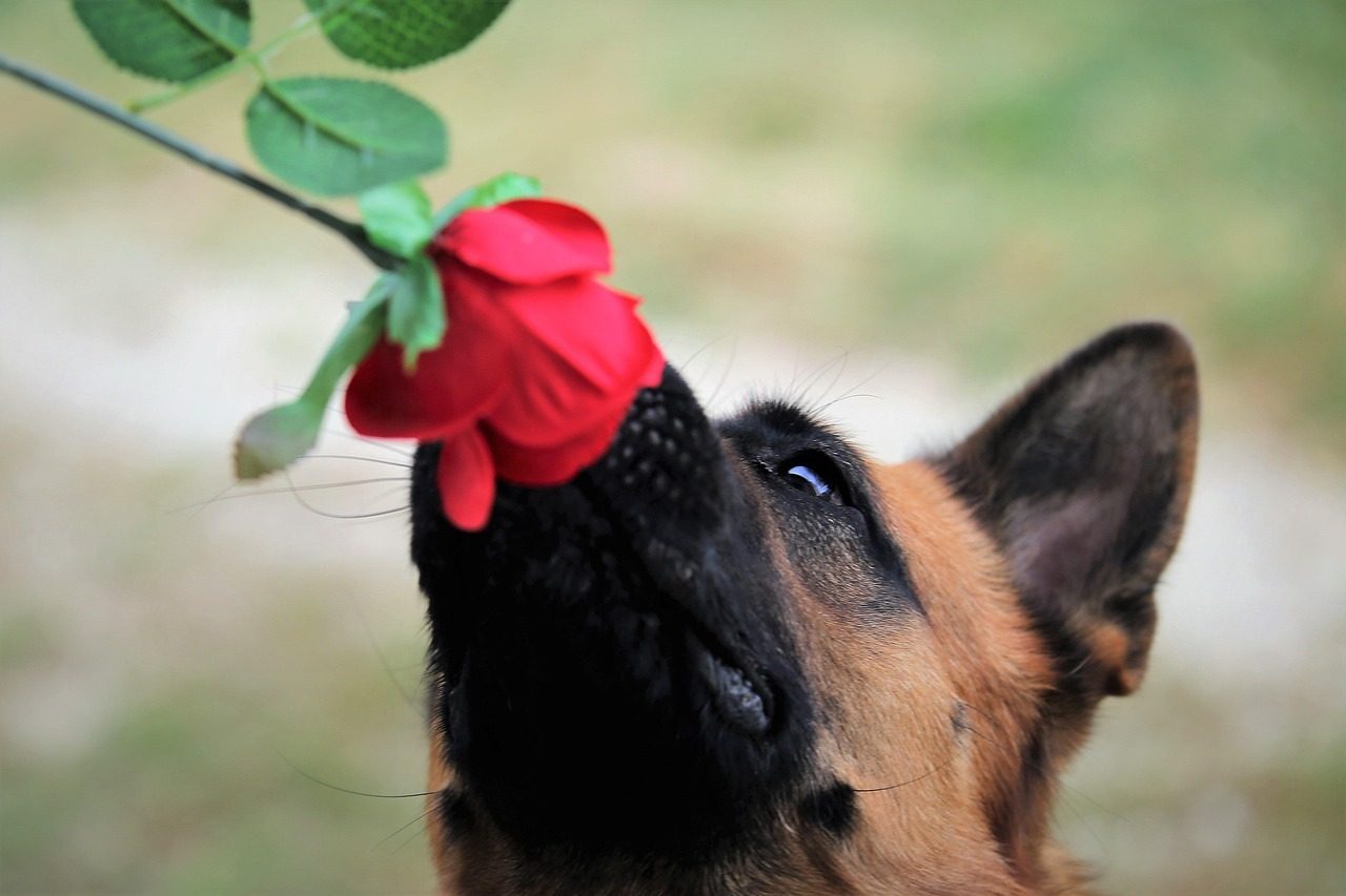 German Shepherd: The Ultimate Guardian (Image Credits: Pixabay)