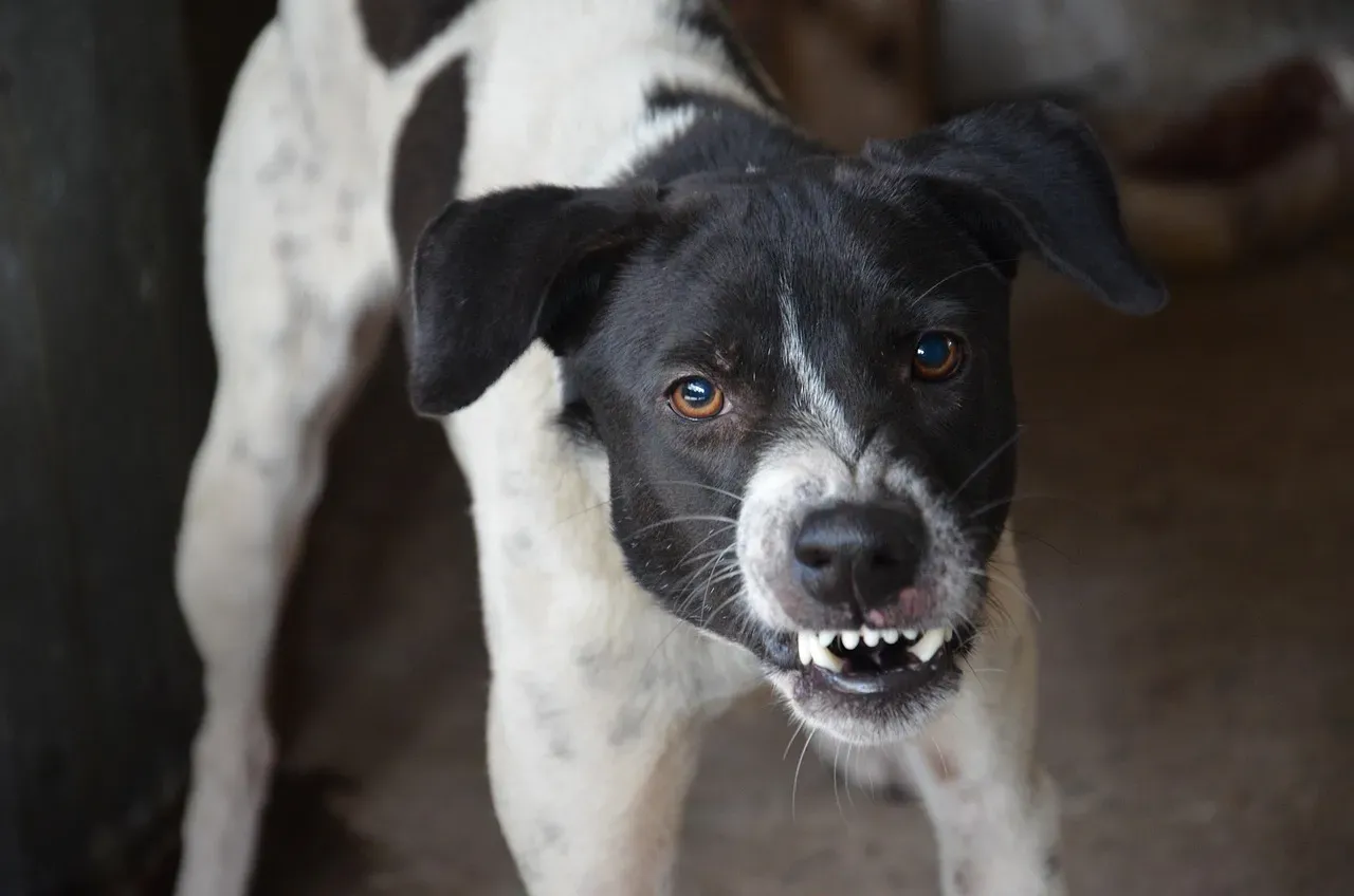 #5: Baring Teeth (Image Credits: Pixabay)