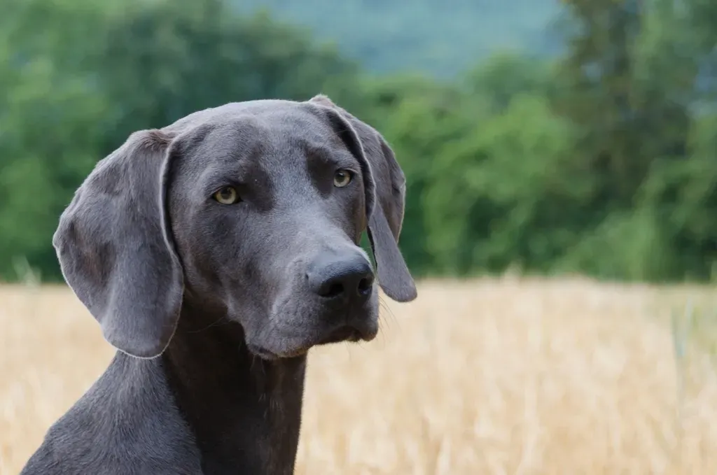 #6 - Weimaraner (Image Credits: Rawpixel)