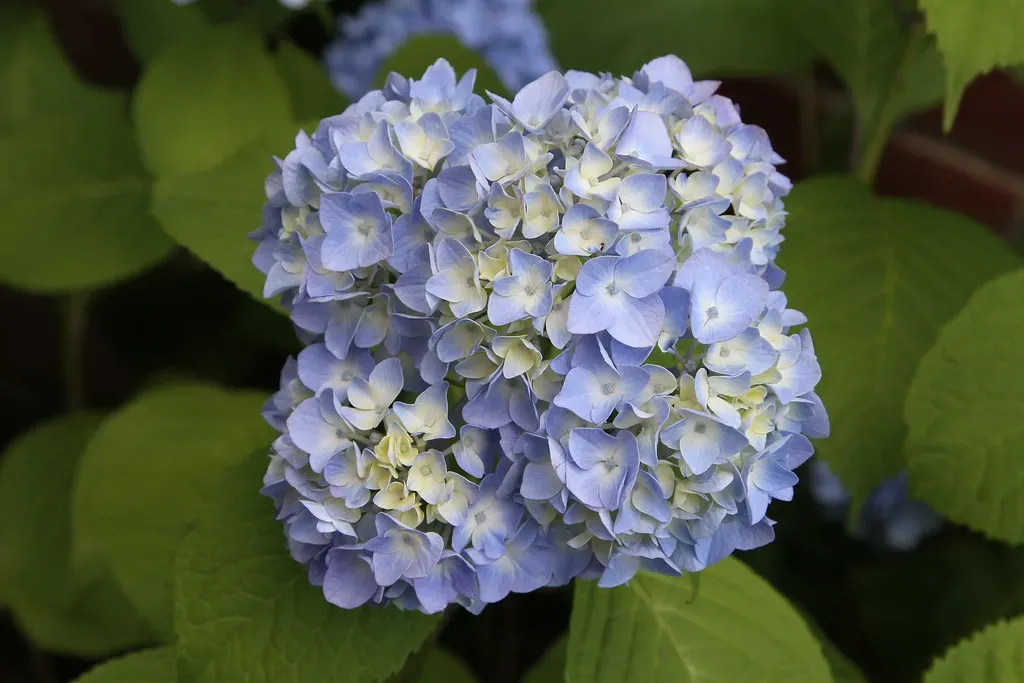 9. Hydrangea: The Garden Showstopper With a Toxic Side (Jim, the Photographer, Flickr, CC BY 2.0)
