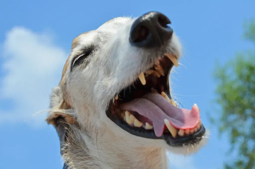 #1. Dogs Recognize the Sound of Your Laughter More Than You Realize (Image Credits: Rawpixel)