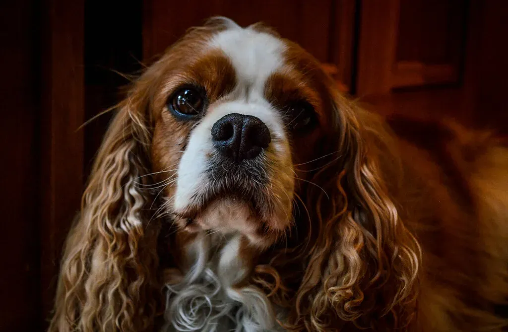 1. Learn to Read Your Dog's Body Language (Martin John Duncan, Flickr, CC BY 2.0)