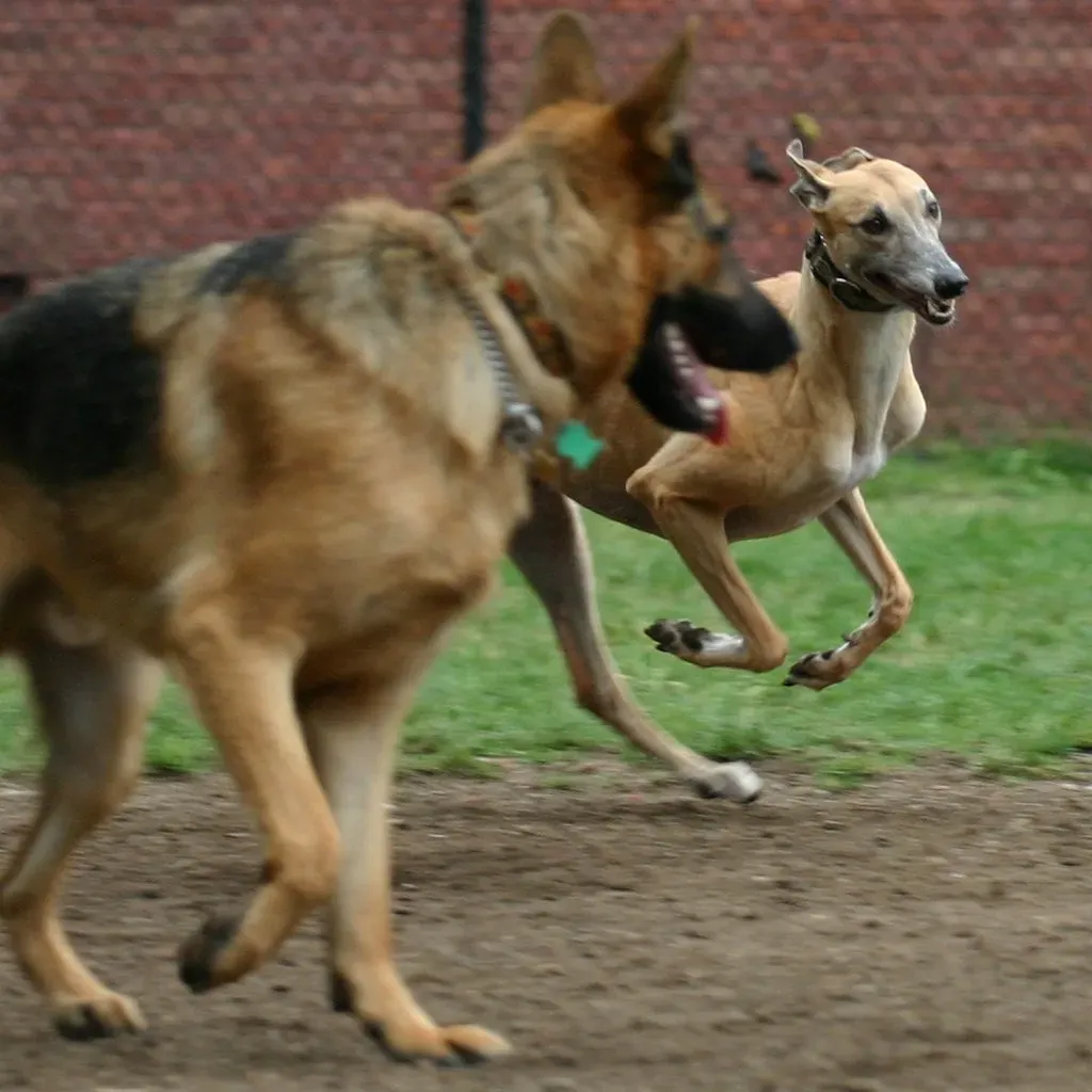 The Fire Element Dog: The Social Butterfly (Image Credits: Flickr)