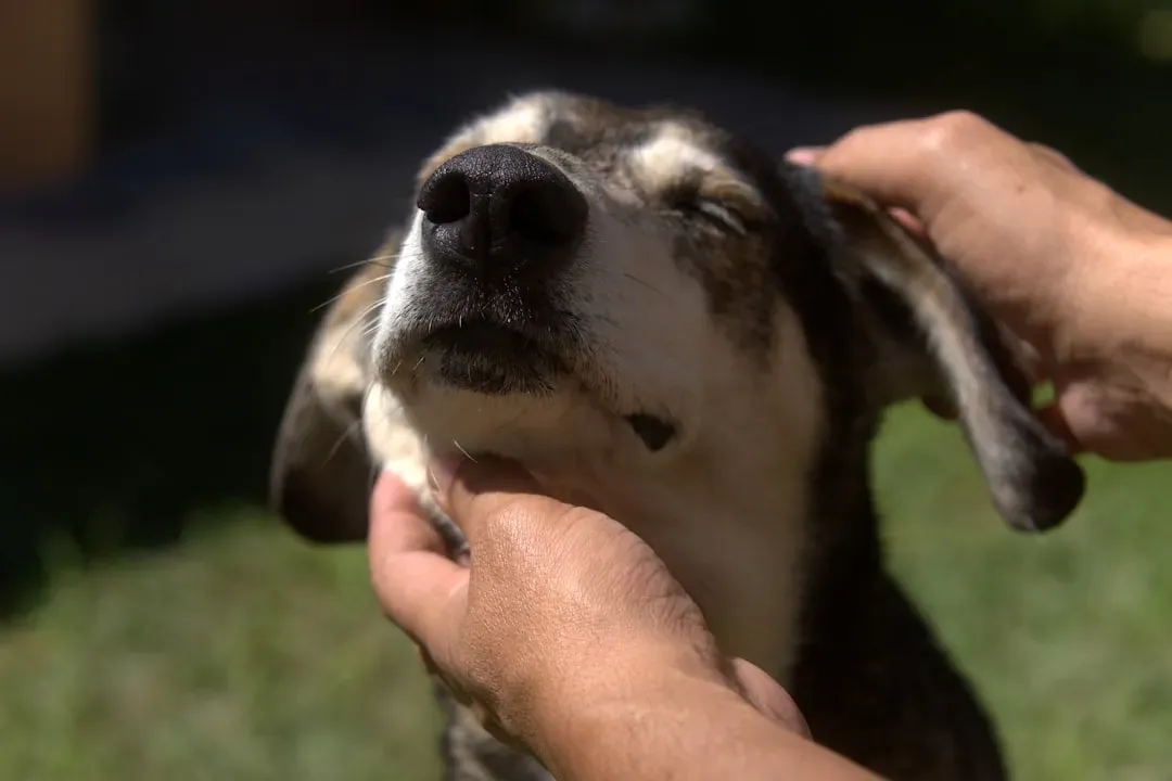 Rescue Dogs and Touch Therapy (Image Credits: Unsplash)