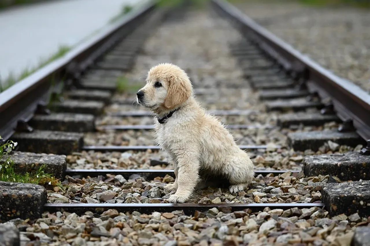 Cooper (Image Credits: Pixabay)
