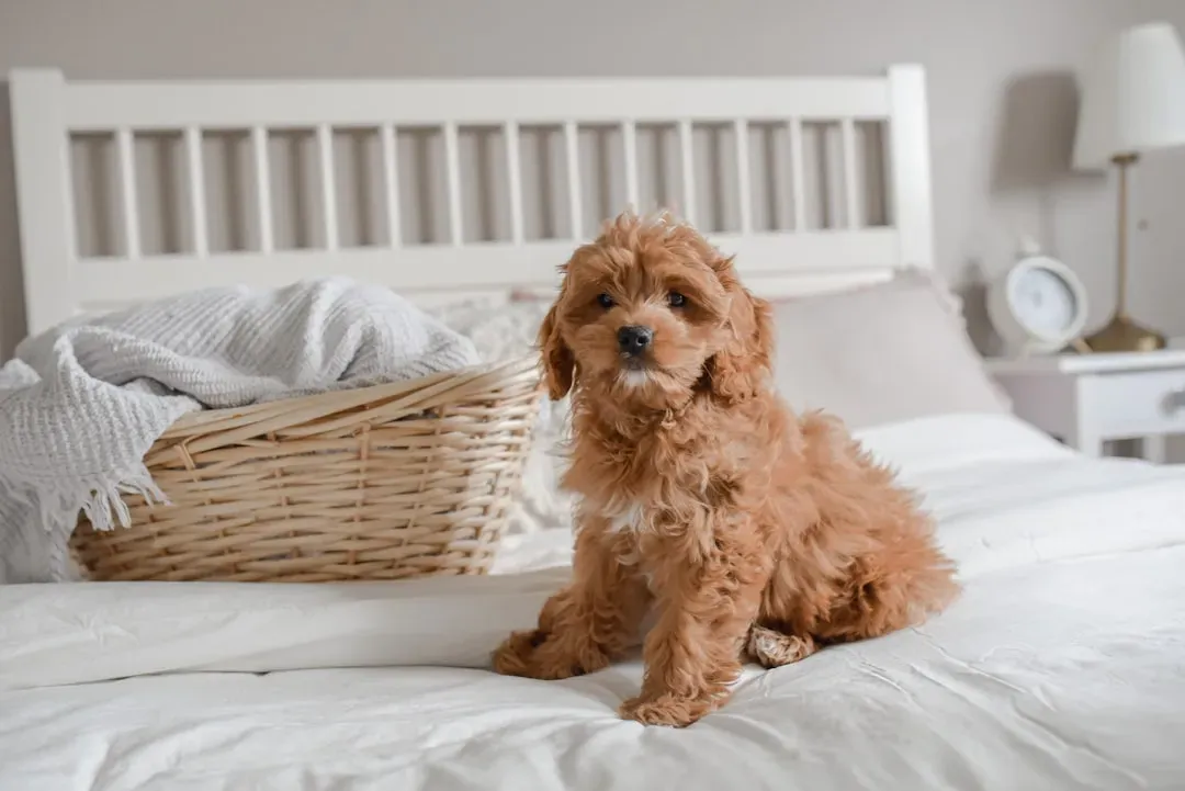 4. Wash Dog Bedding Weekly Without Fail (Image Credits: Unsplash)