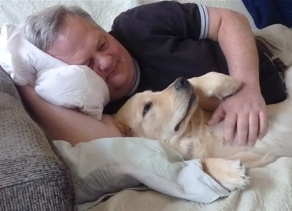 Golden Retrievers: The Original Velvet Couch Companion (normanack, Flickr, CC BY 2.0)