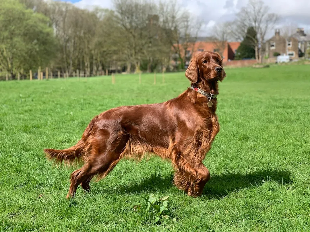 7. Irish Setter: The Red-Coated Social Butterfly (Image Credits: Unsplash)