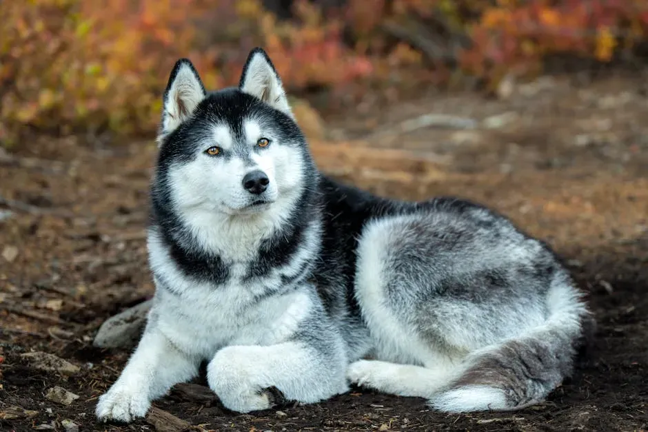 3. Siberian Husky: Stunning to Look At, Exhausting to Own (Image Credits: Pexels)