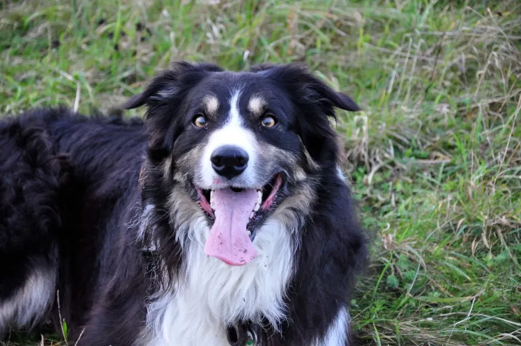 #7: Excessive Panting or Drooling Not Linked to Heat or Exercise (button132012, Flickr, CC BY 2.0)