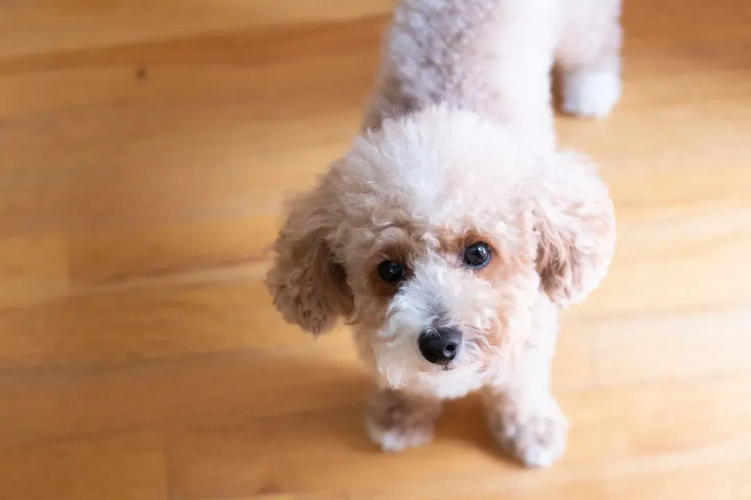 12. Toy Poodle: Brilliant and Forever Playful (Image Credits: Unsplash)