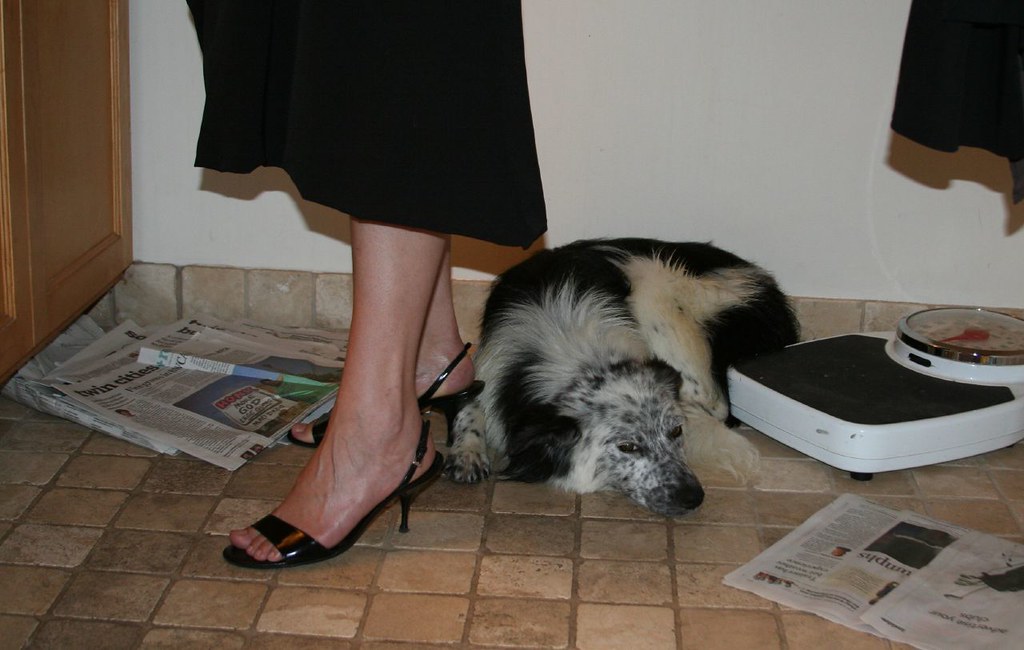 The Shadow Problem Most Dog Owners Don't Recognize (Image Credits: Flickr)