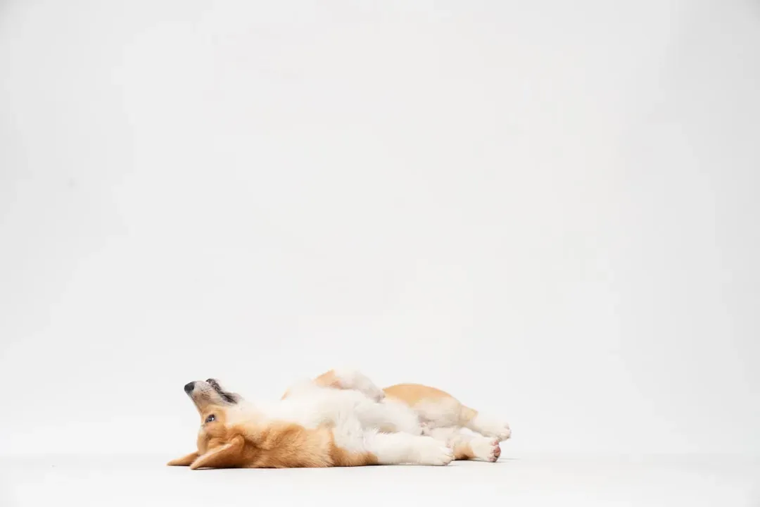 4. Choosing to Rest in Separate Spaces (Image Credits: Unsplash)