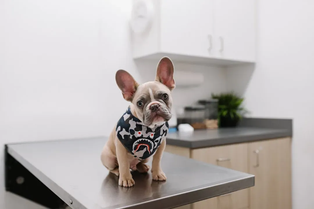 The Uncomfortable Truth About "Loving" Your Dog (Image Credits: Unsplash)