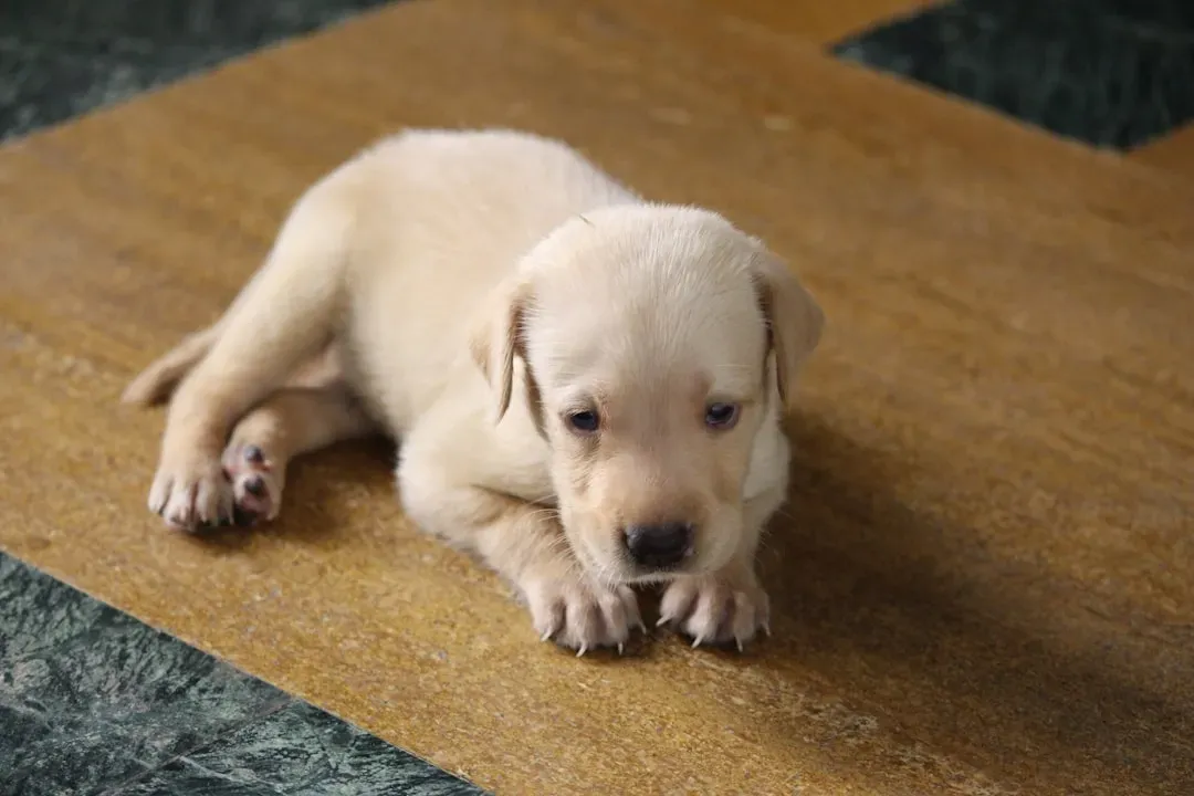 #6. Labrador Retriever: The Lovable Wrecking Ball (Image Credits: Unsplash)