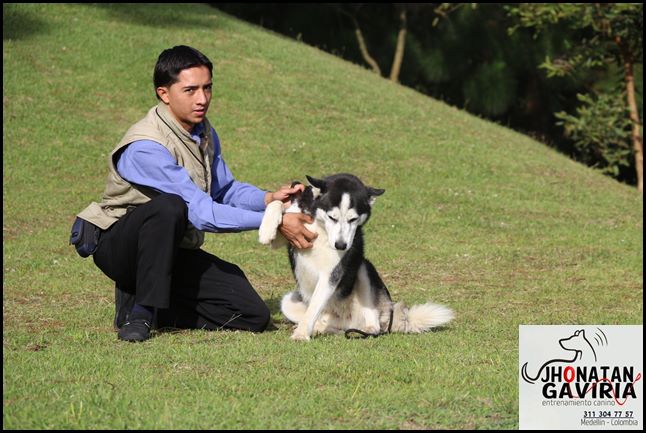 Training a Four-Legged Philosopher: The Intelligence Dilemma (Image Credits: Wikimedia)