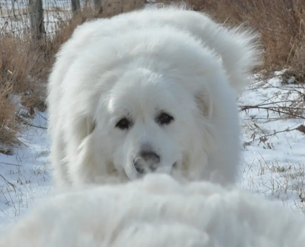 Ice Cube Trays for Frozen Delights (Image Credits: Flickr)