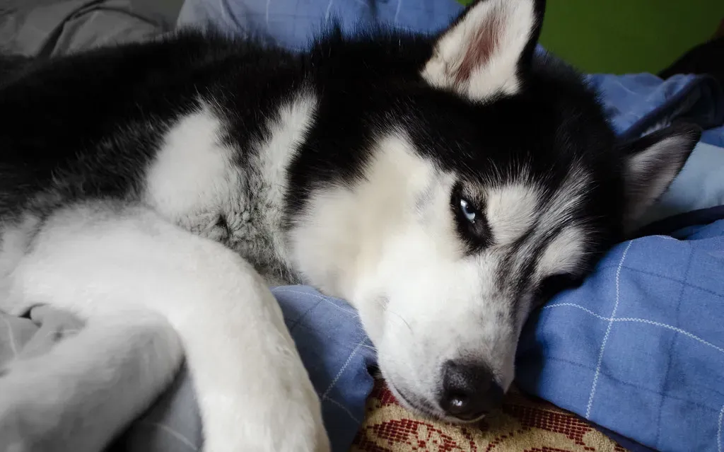 #5 - The "This Is My Bed... Right?" Late-Night Debate (Hopeless_Wonderer, Flickr, CC BY-SA 2.0)