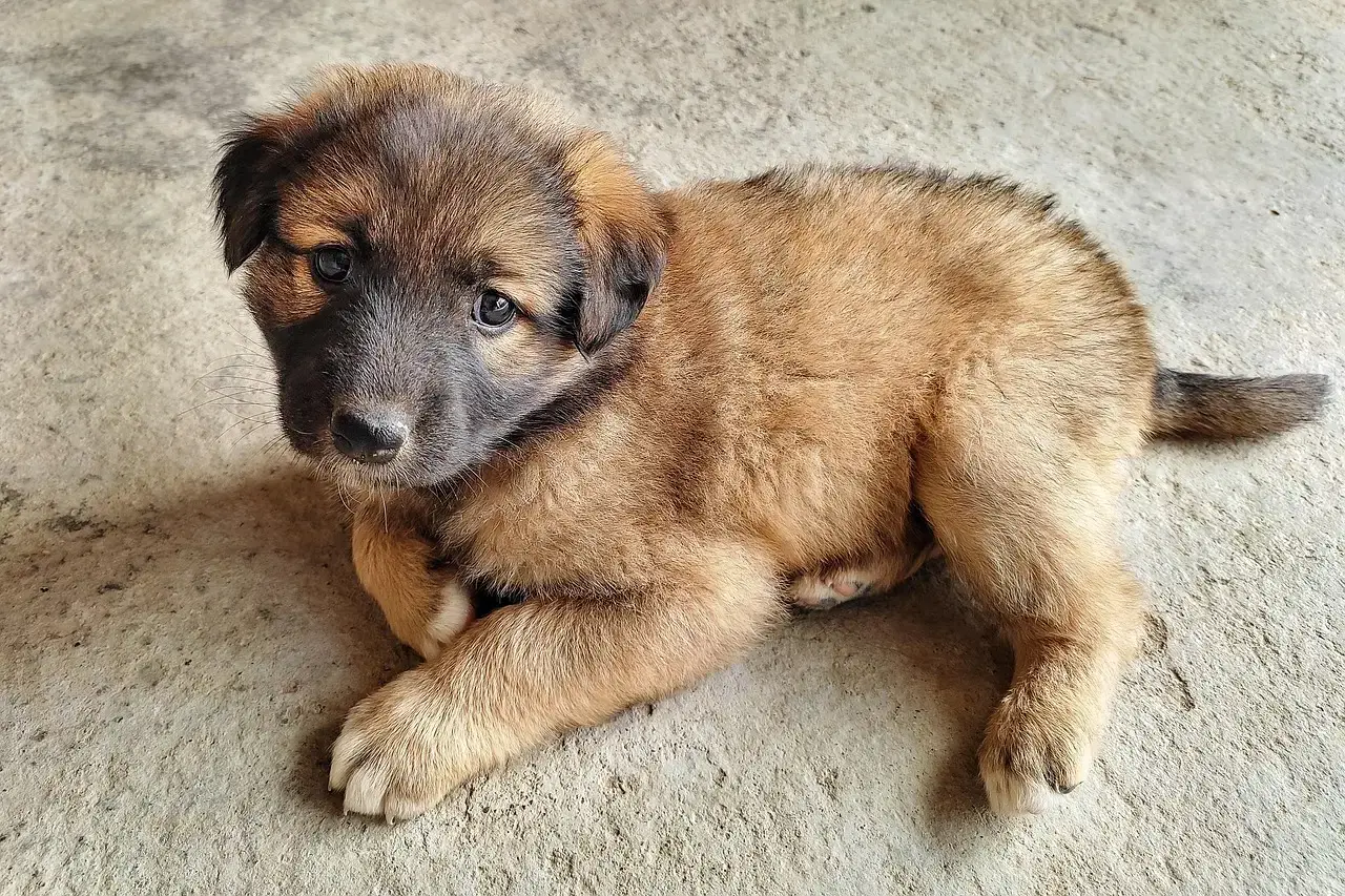 Leonberger: The Majestic Companion (Image Credits: Pixabay)