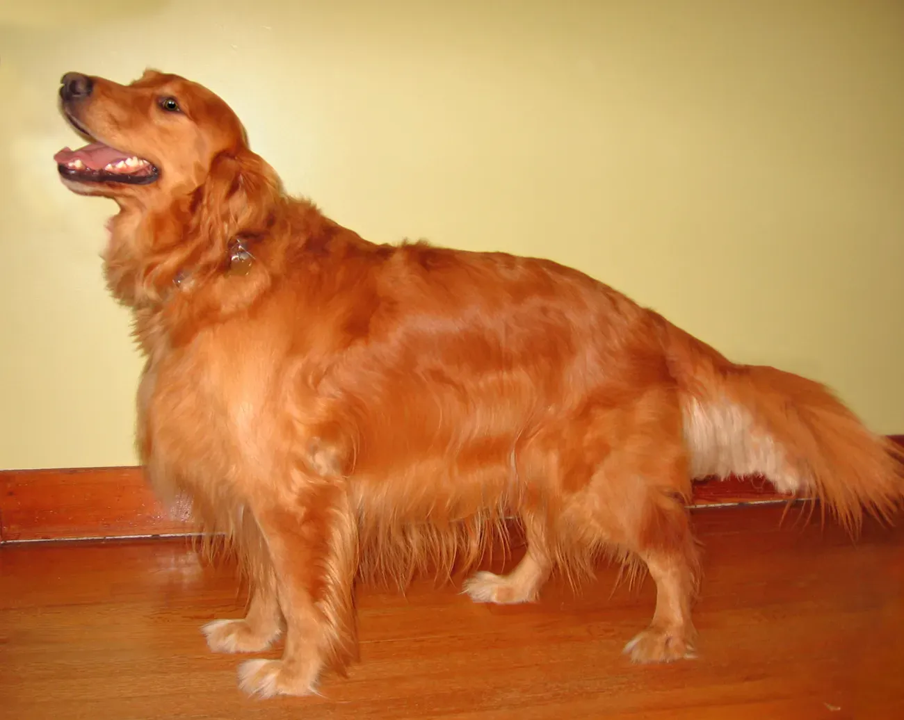 2. Golden Retriever (By Pharaoh Hound, CC BY 2.5)