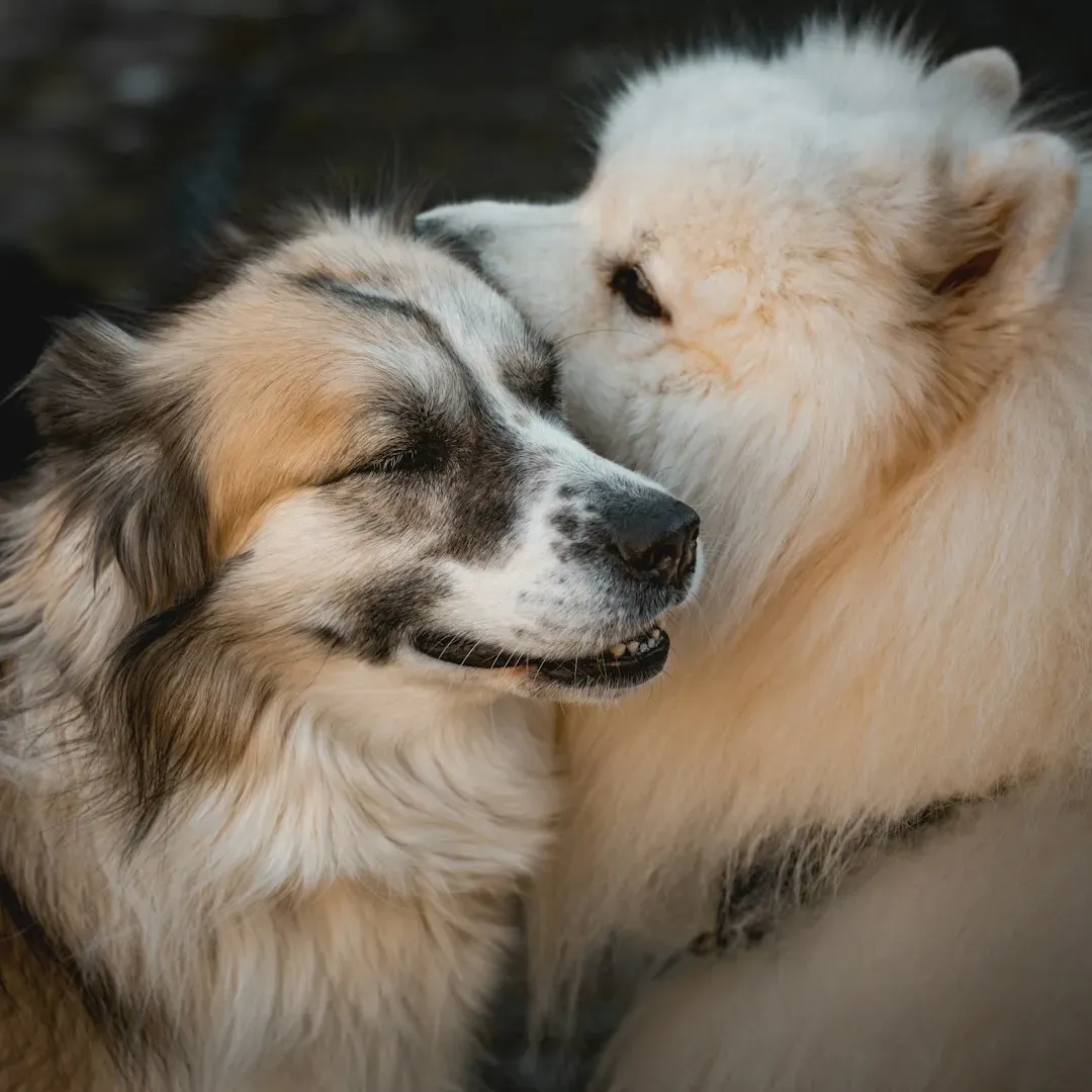 What Science Tells Us About Dog Friendships (Image Credits: Unsplash)