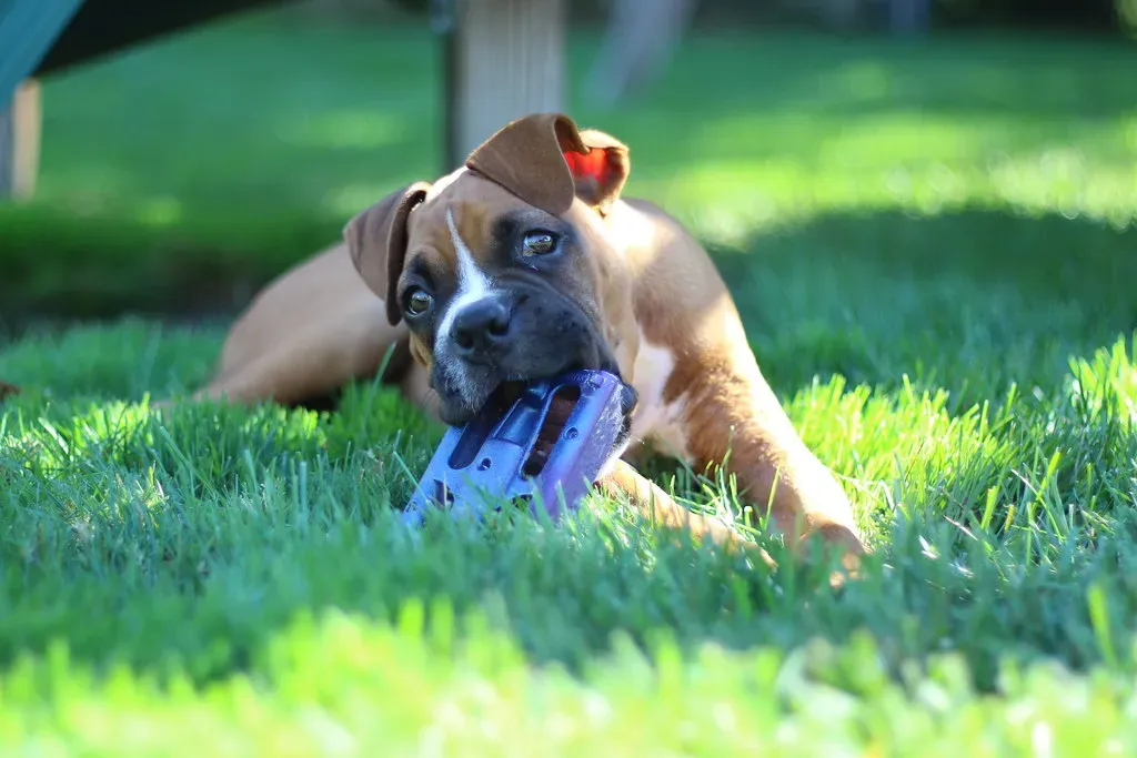 The Science of Staying Young: What Neoteny Really Means (anjanettew, Flickr, CC BY-SA 2.0)