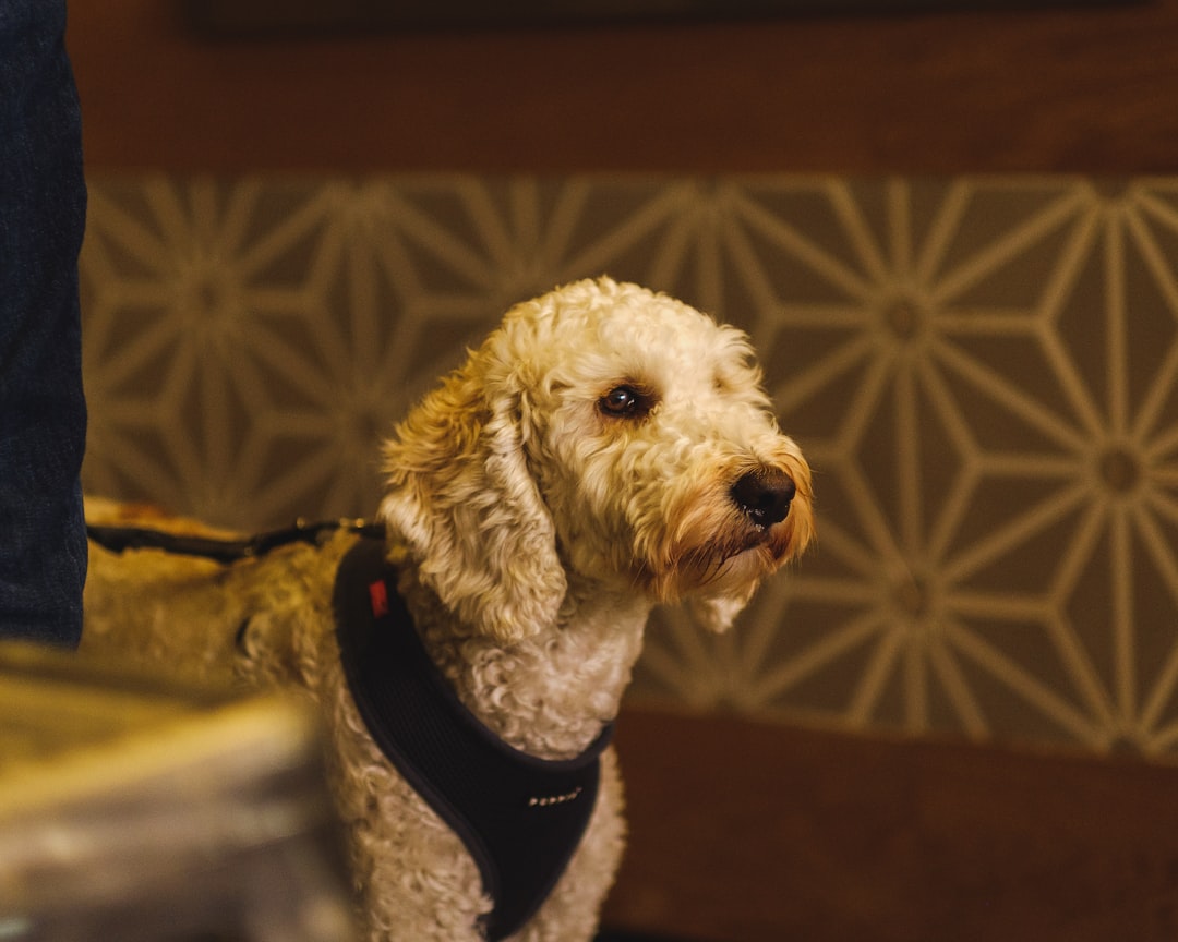 The Famous Stories of Canine Devotion (Image Credits: Unsplash)