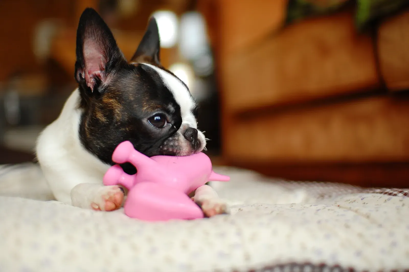 The Toy Is An Emotional Lightning Rod, Not Just An Invitation To Play (Flickr: Boston terrier, CC BY 2.0)