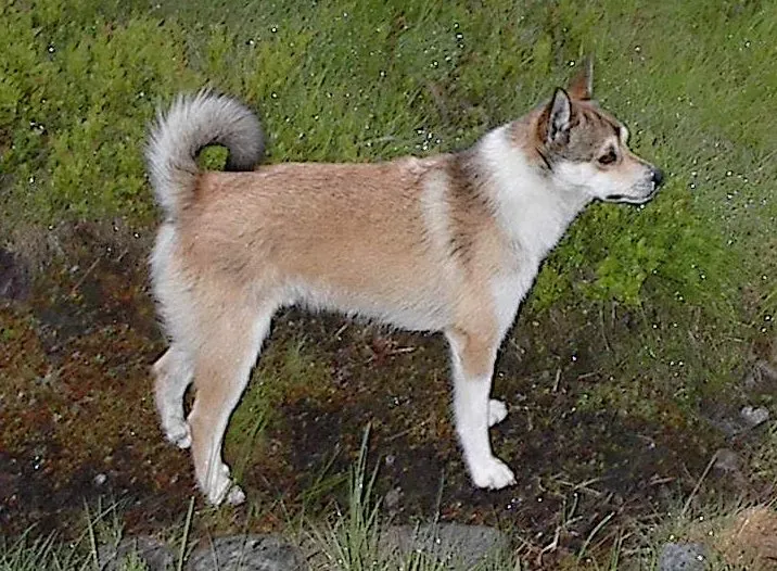 1. Norwegian Lundehund: The Six-Toed Survivor on the Brink (By Karen Elise Dahlmo, CC BY-SA 3.0)