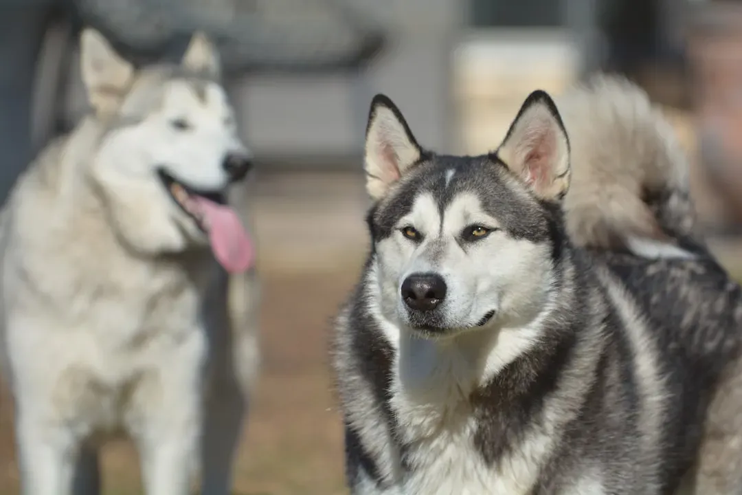 Huskies and Malamutes (Image Credits: Unsplash)