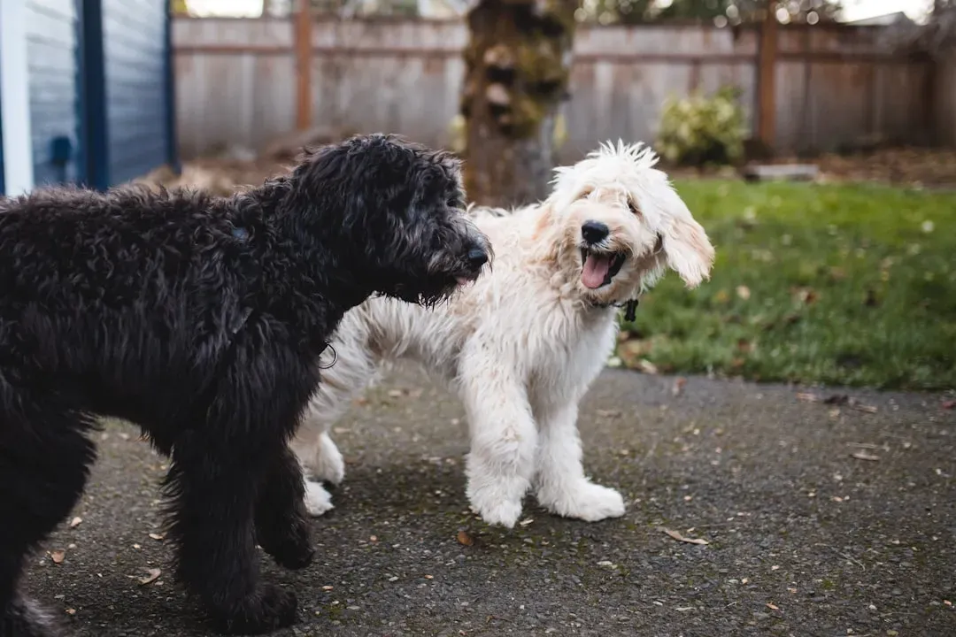 #13 - The Tail Wag With Its Own Signature (Image Credits: Unsplash)