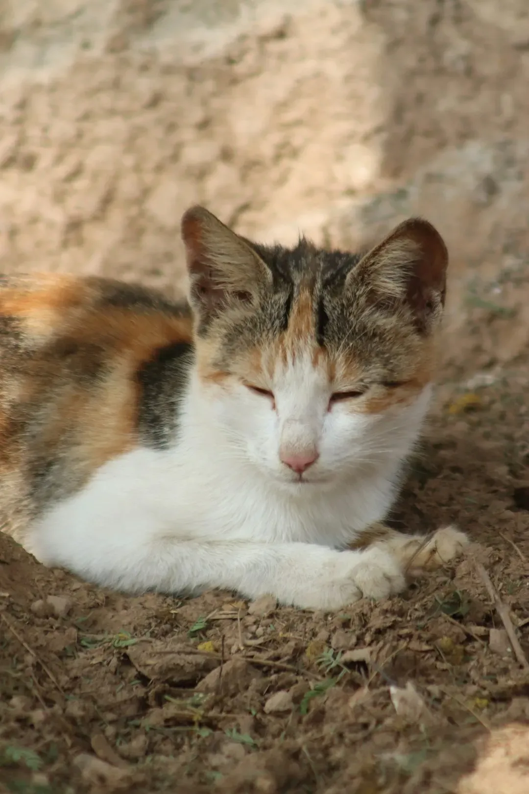 Taurus: Possessive Over Their Furry Treasures (Image Credits: Unsplash)