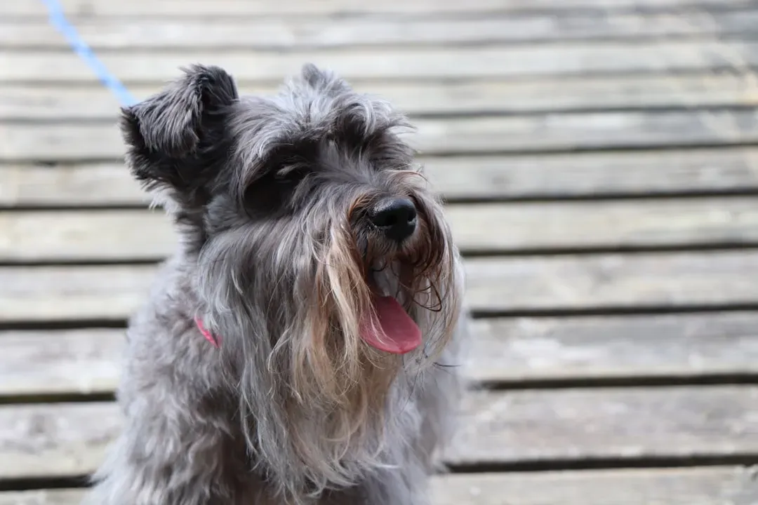 6. The Miniature Schnauzer: Small Package, Big Bark Energy (Image Credits: Unsplash)