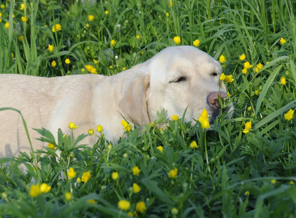 Final Thoughts: Your Dog Trusts You to Know This Stuff (smerikal, Flickr, CC BY-SA 2.0)