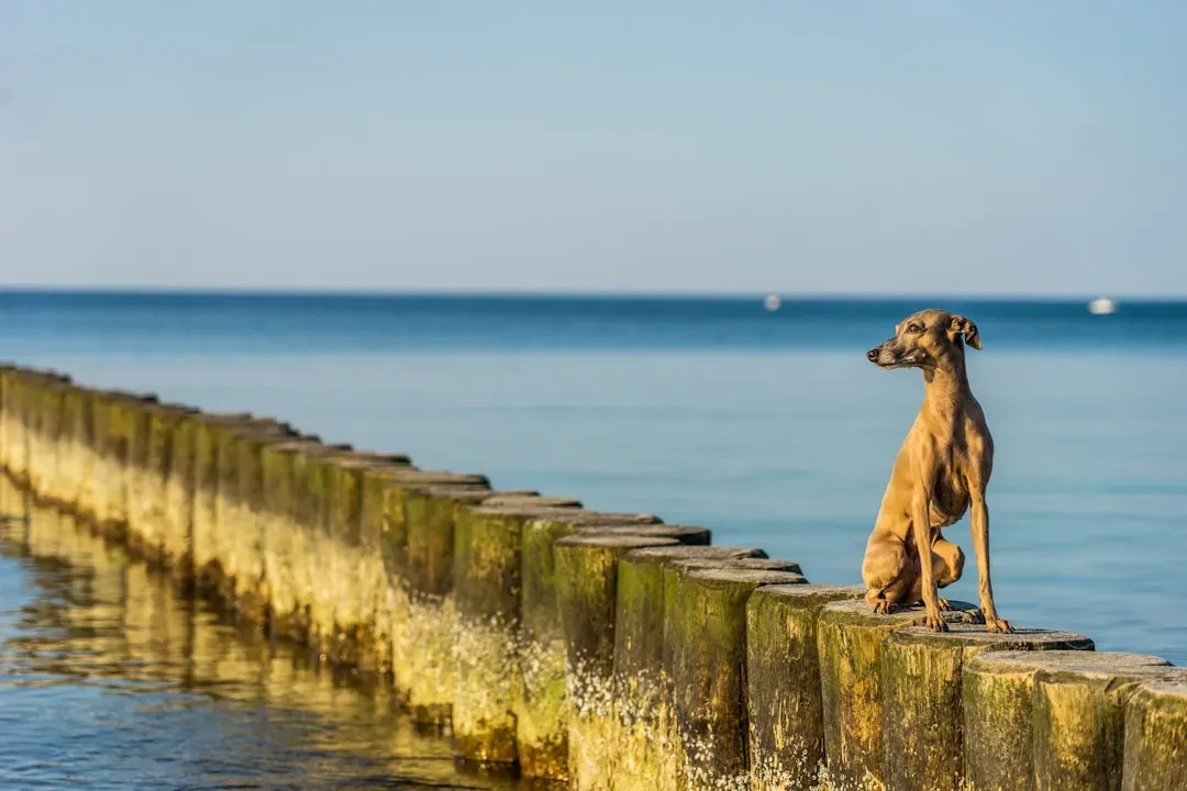 Italian Greyhound (Image Credits: Unsplash)