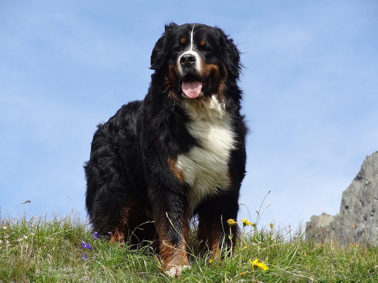 Bernese Mountain Dog: The Gentle Giant with a Heart of Gold (Image Credits: Pixabay)