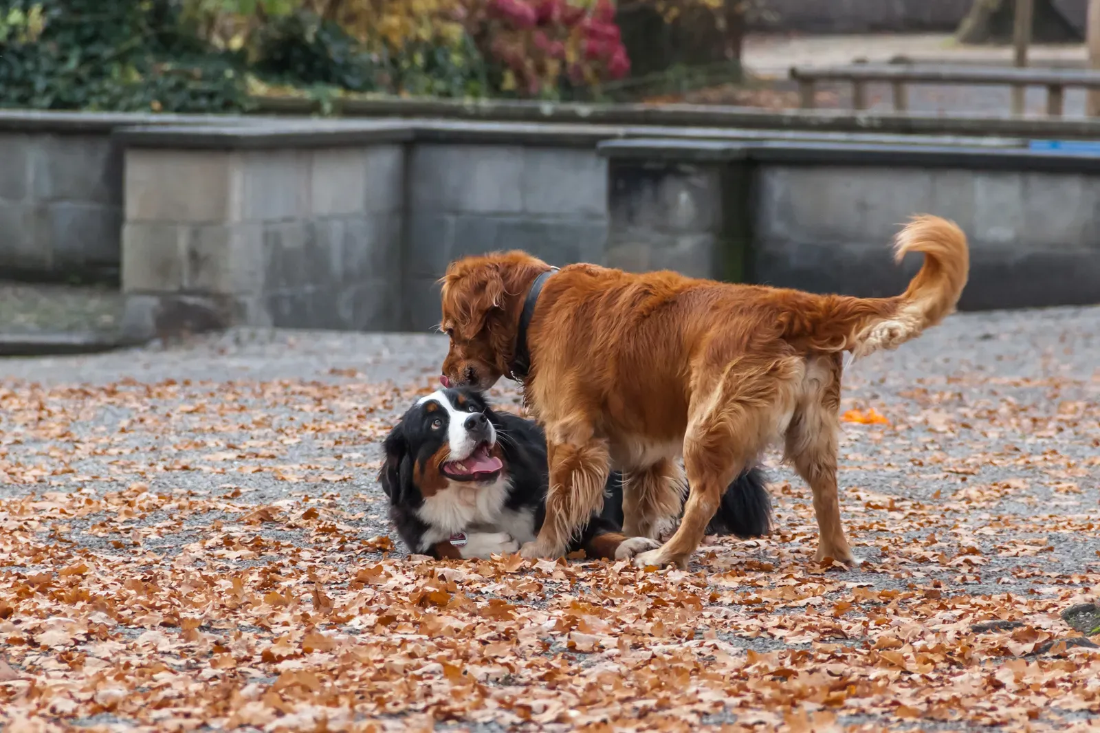 Play Styles: The Foundation of Canine Compatibility (Image Credits: Wikimedia)