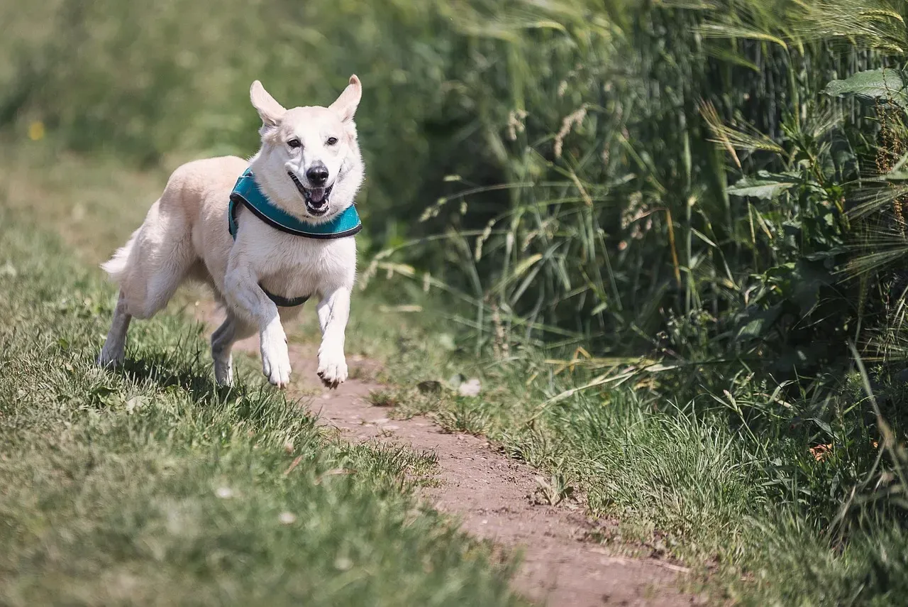 Conclusion: Zoomies Are Messages, Not Misbehavior (Image Credits: Pixabay)