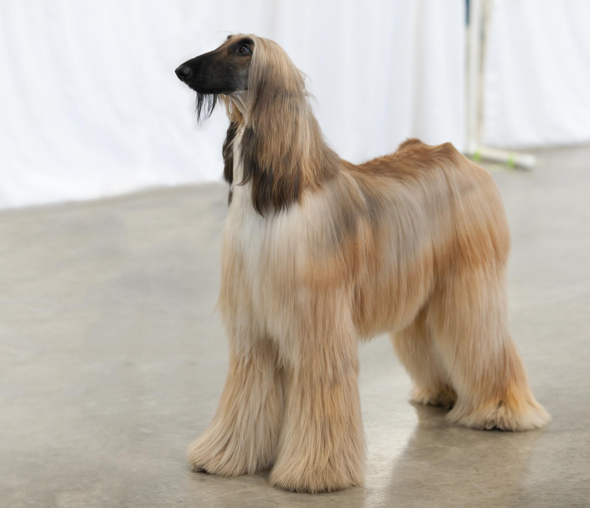 #1. Afghan Hound (Image Credits: Wikimedia)