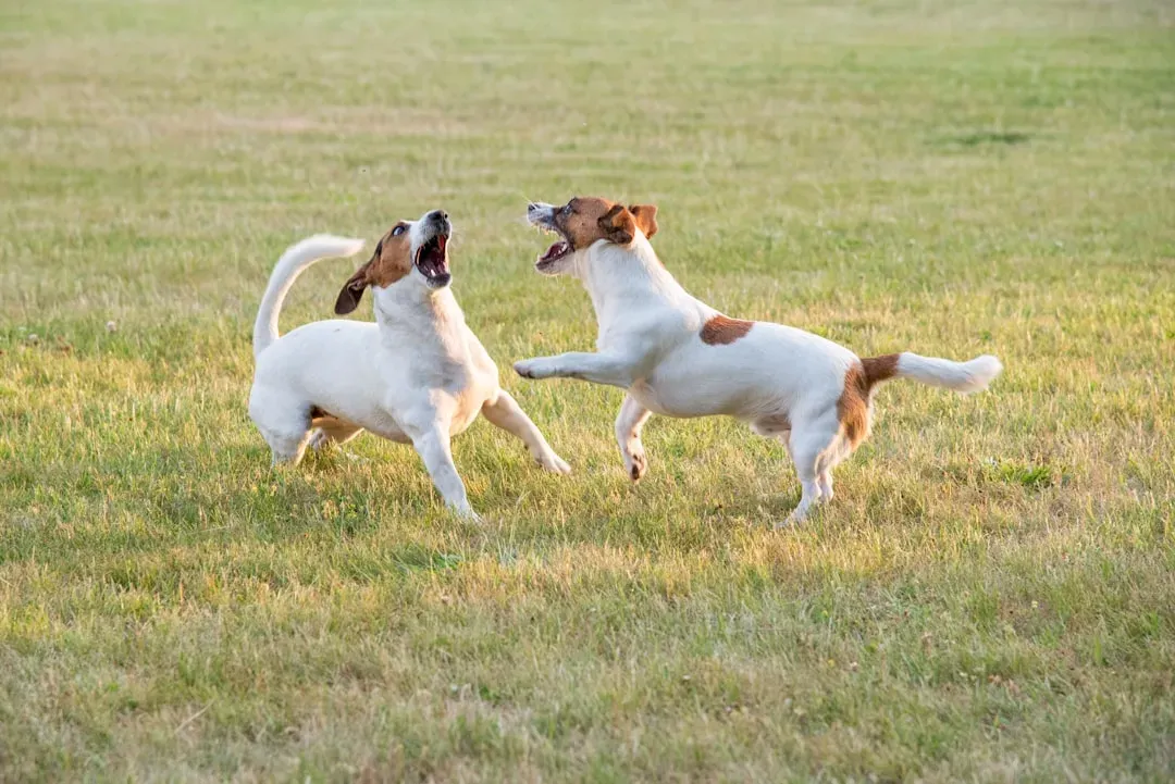 9. Jack Russell Terrier (Image Credits: Unsplash)
