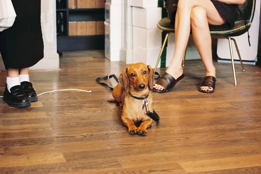 Safety Hazards Multiply With Indoor Leashing (Image Credits: Unsplash)