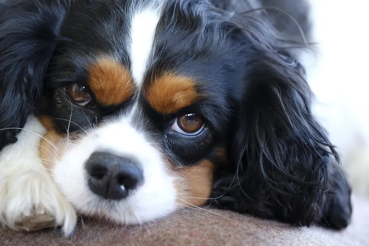 7. The Cavalier King Charles Spaniel: The Gentle Soul (Image Credits: Pixabay)
