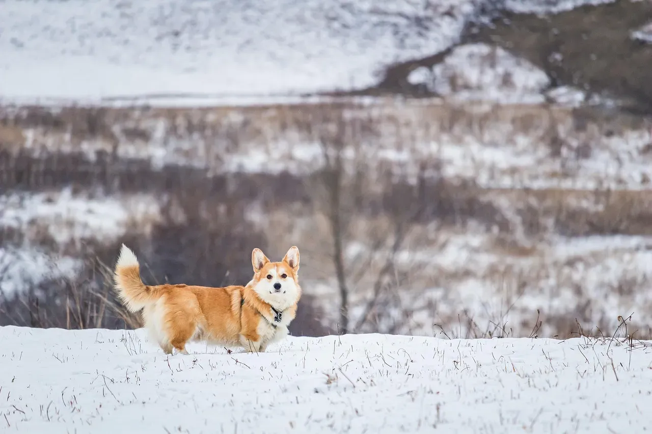 The Tail Tells More Than Its Speed (Image Credits: Pixabay)