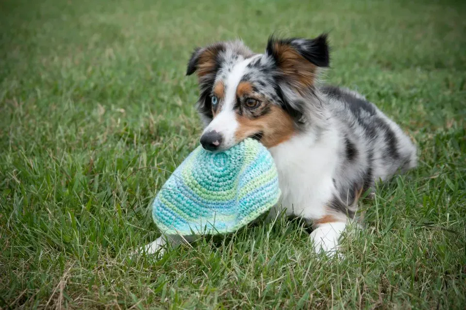 Australian Shepherd: The Cheerful Athlete With Endless Drive (By Mullinspw, CC0)