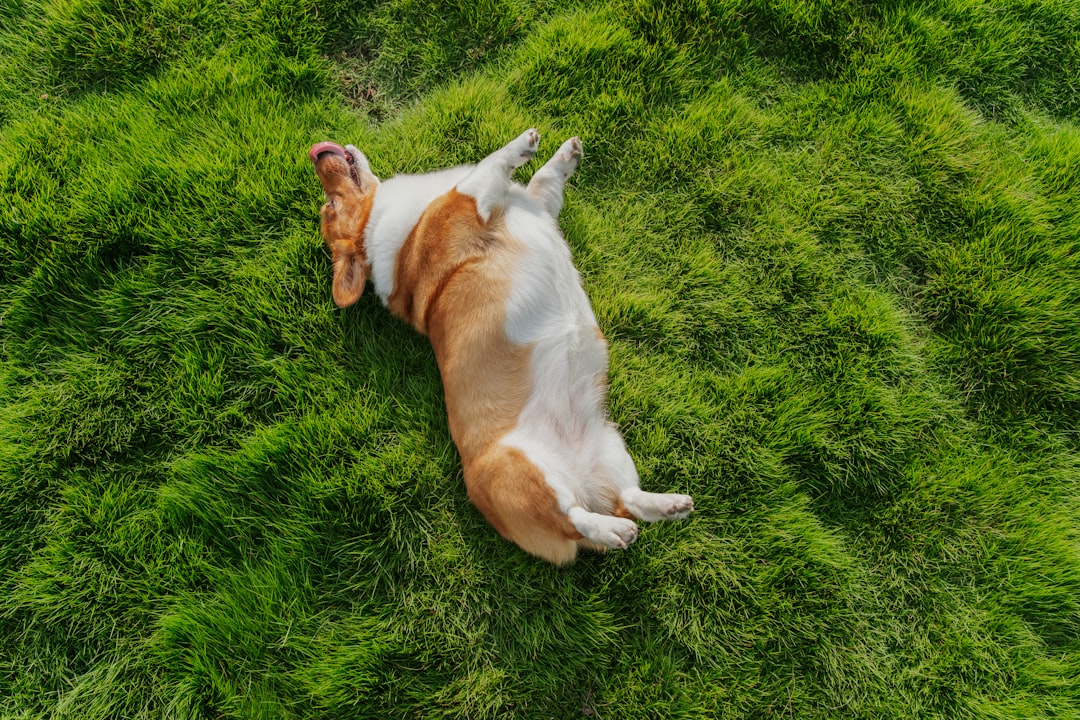 The Belly-Up Trust Test (Image Credits: Unsplash)