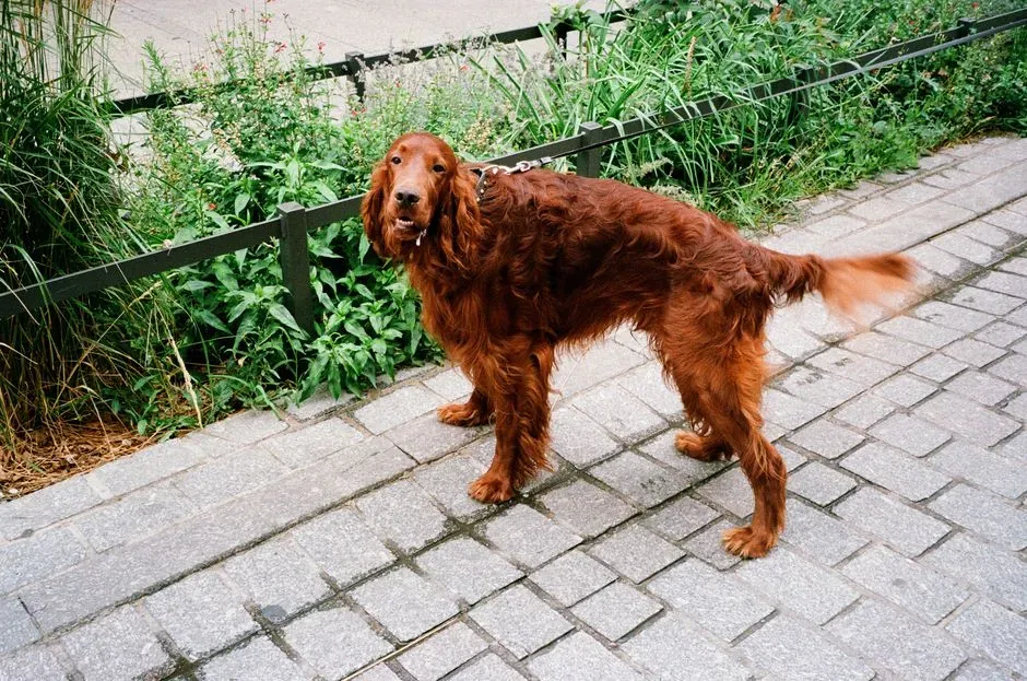 Irish Setter (Image Credits: Pexels)