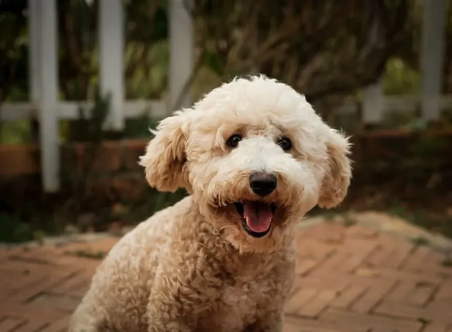 Poodle (Image Credits: Pexels)