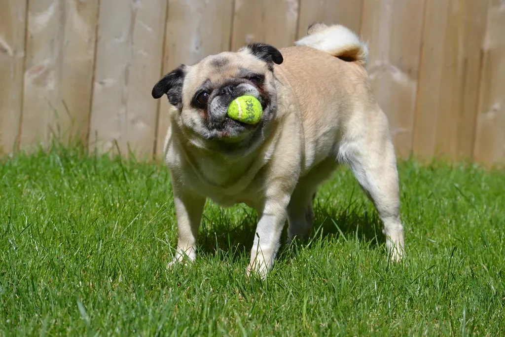 The Oxytocin Effect: Why This Tiny Gesture Is Good for Both of You (Image Credits: Flickr)