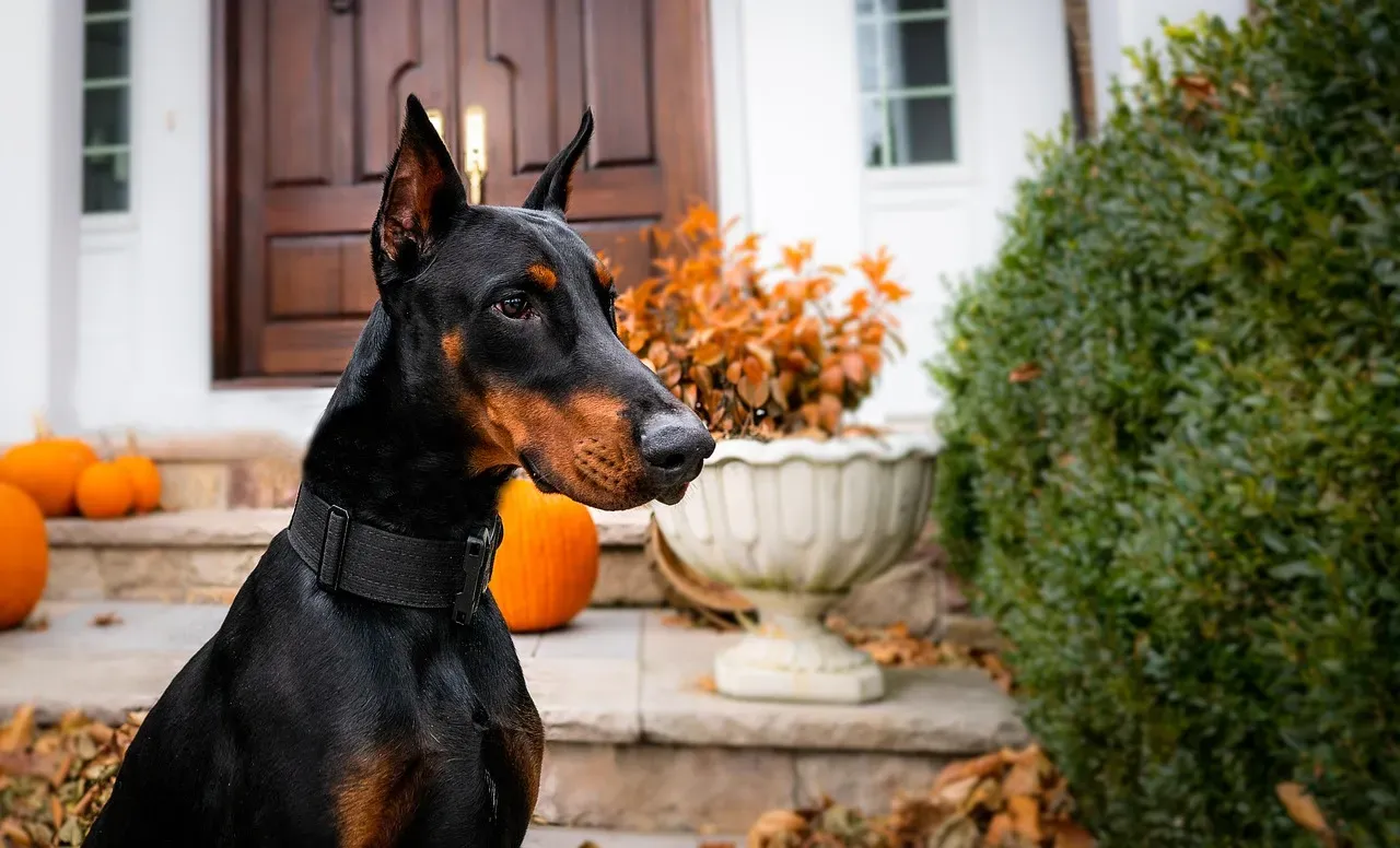 9. Doberman Pinscher: Dominant, Driven, and Needs Early Guidance (Image Credits: Pixabay)