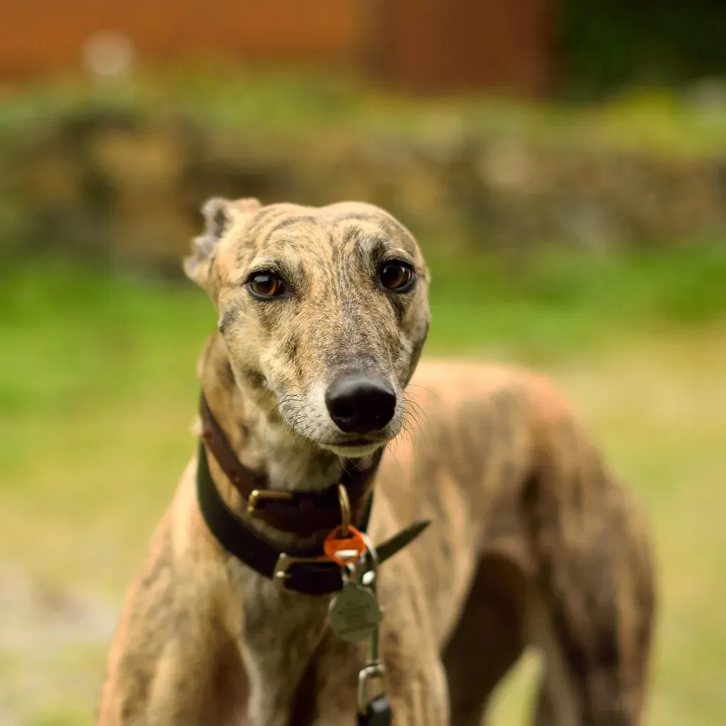 #7 - The Dog That Actually Uses an Inside Voice (35mmMan, Flickr, CC BY 2.0)